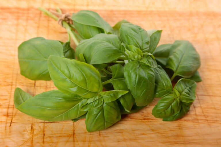 Basil Shortage